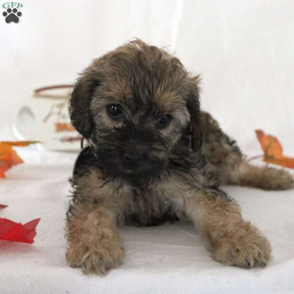 Jean, Yorkie Poo Puppy